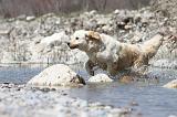 GOLDEN RETRIEVER 446
